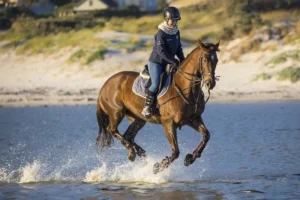 horse-4475581_1280