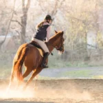 how-to-ride-a-canter